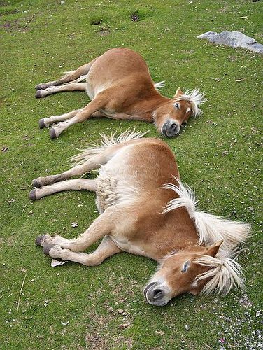 Audi Polo tweet media