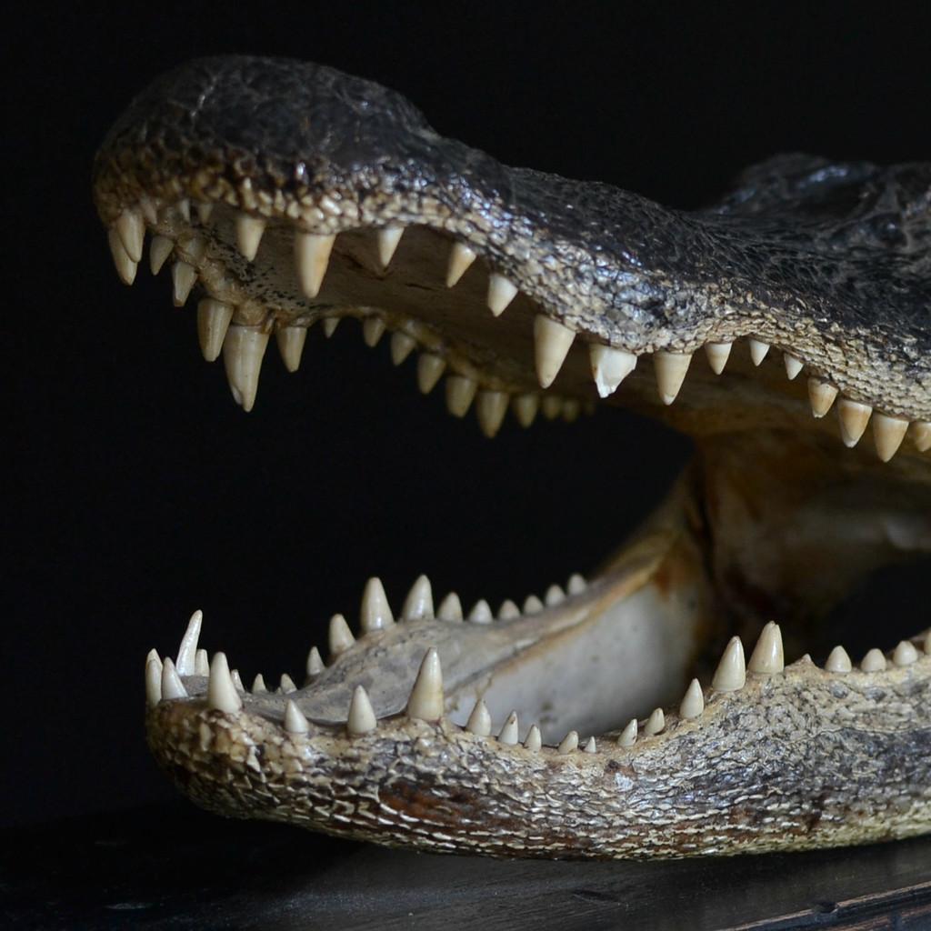 HunterAndRose's tweet photo. Vintage Mounted Taxidermy Alligator Head. Now @HunterAndrose 
http://t.co/4rIzqHeID5 http://t.co/p24NJHfJ9N
