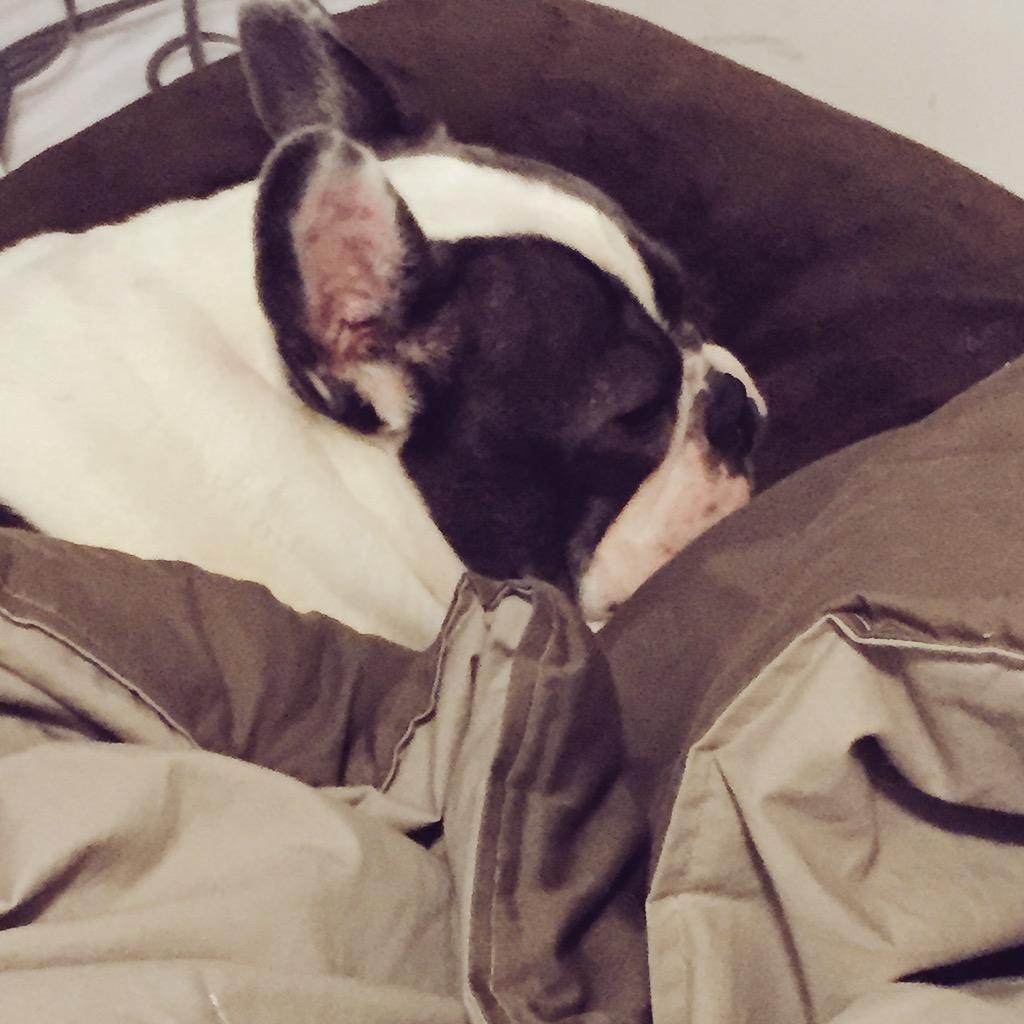 ResLifePuppy's tweet photo. No it's fine. Really. Go on without me. I'll hold down the fort while you work all day. http://t.co/tpRIsocMIy