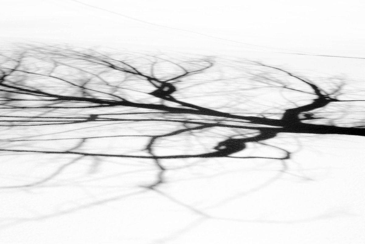 SeanPartin's tweet image. Dogwood Shadow.