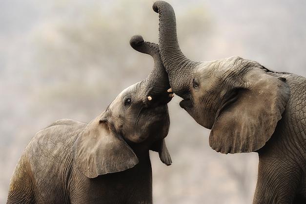 Elephant на русском языке. Красивый слон. Слоны фото. Два слона. Слоники любовь.