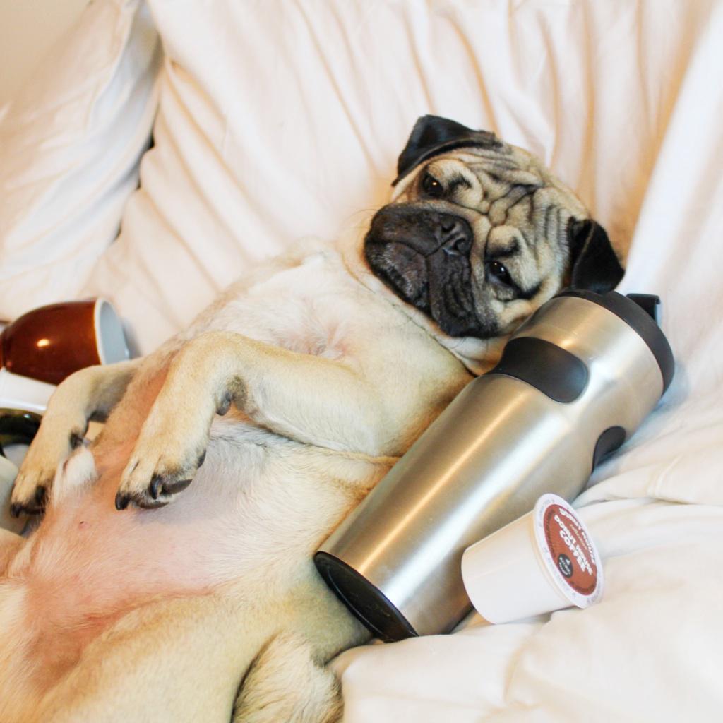 itsdougthepug tweet picture