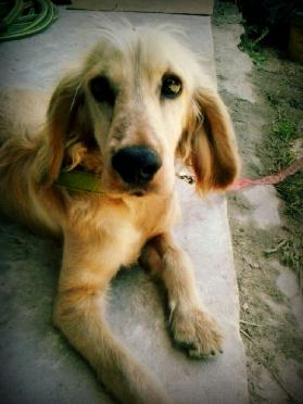 Teff_Cabrera's tweet image. #Grifol