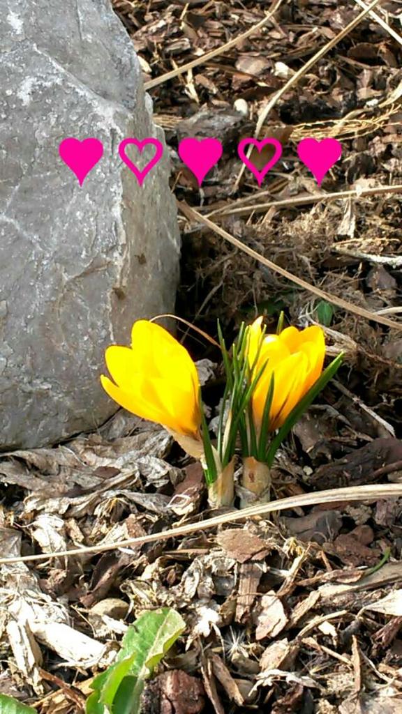le_hummel's tweet photo. Spring is comming to us :) http://t.co/XzuI5bgfFH