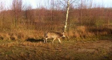 VroegeVogels's tweet photo. Volg ons nieuws over de #Polderwolf. Wat gebeurt er rondom de #wolf die nu in Groningen is? http://t.co/eGPTaKeSDS http://t.co/2YW7Lz8rVx