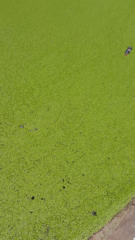 Want to know why this lake us green? Come visit us.