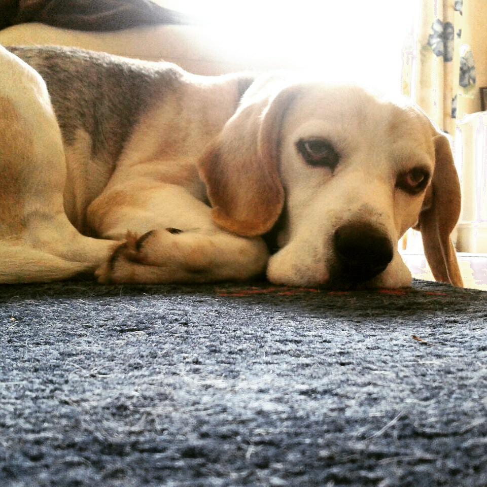 Mondays be like #mondays #hound #beagle