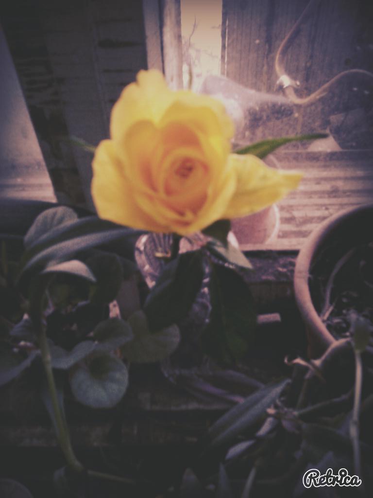 dogsforever23's tweet photo. Flovers 💛 http://t.co/ojgZkeZWbX