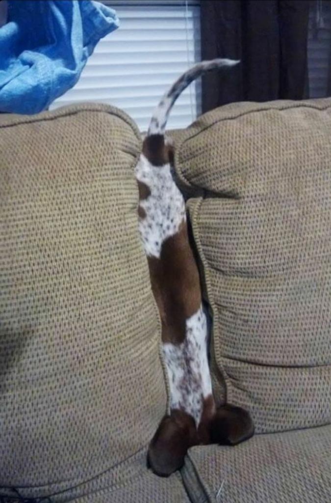 Amazing what you find down the back of the sofa! !......😊🐾