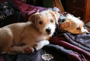 NipperSays's tweet photo. How many dog food and treats contain propylene glycol?? It is poisonous to dogs! #pethealth http://t.co/A4kU6uTGJk http://t.co/sQ2W8GBeiv