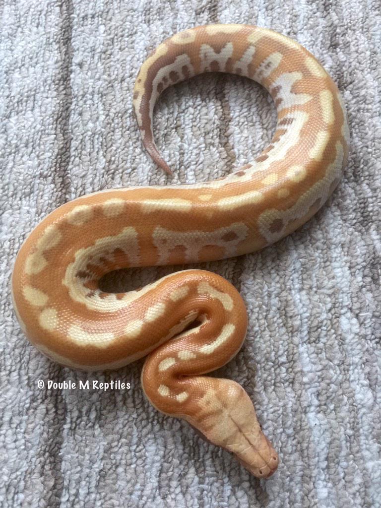 GearworkExotics's tweet image. she is just SUCH a looker!!! bloodpython #pythonbrongersmai #caramelalbino #python