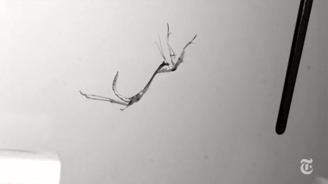 NYTScience's tweet photo. Watch: A Praying Mantis’s Spin on Body Control, from @jimgorman http://t.co/lXcqxRSBxa http://t.co/YlHYc275Nw