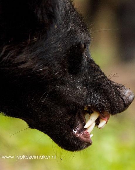 dakarboek's tweet photo. De #Polderwolf komt vast een 2015 dakarboek kopen op @pwr4men om indruk te maken op roodkapje! http://t.co/vpapZ0ueIT