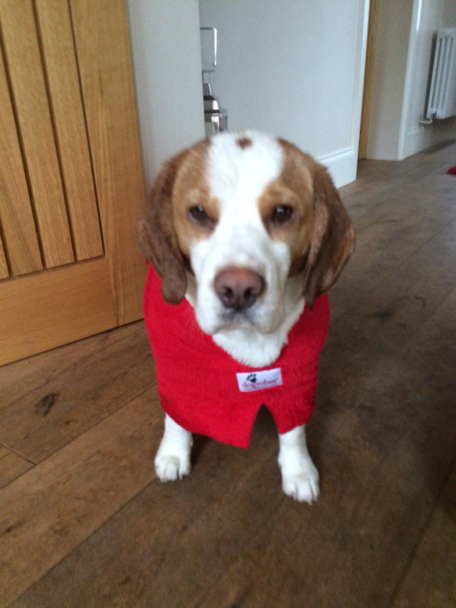 Just chillin in my <a href="/dogrobesuk/">Dogrobes</a>