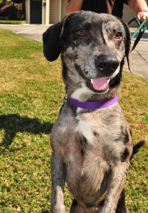ScoutsRescue's tweet photo. Meet Pepper! She is so sweet and spunky and reeeeally needs a foster!!! #adoptPepper #FosterPepper http://t.co/0NYVJRRlon