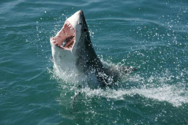 RockStarLydia's tweet photo. Top predators may be the most important animals on earth. #savesharks http://t.co/NxXrWpAAmn via @GizmodoIN http://t.co/yHWB605laL