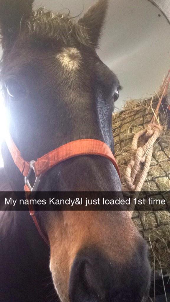 wheelsalx's tweet image. Missing most of #HorseHour 👎👎👎tonight but thought I'd share my fav moment today!! #horse #loadingproblems #goodgirl