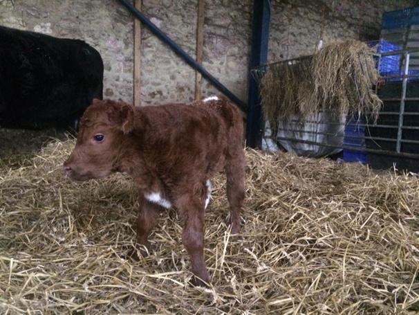 eatPiercebridge's tweet photo. New born calf, spring is here!! http://t.co/mmSouAjXQu
