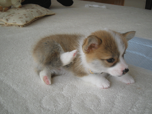 癒しの犬画像 まとめ Powejagazoqa Twitter 癒しの犬画像 まとめ Powejagazoqa Twitter