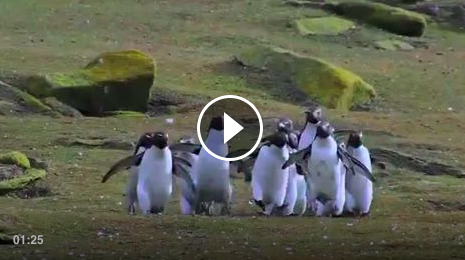 volcomwomens's tweet photo. Monday's don't suck when you come across these gems. #PenguinFail #socute http://t.co/5NBjVWWPWL http://t.co/FjliPxqn2W