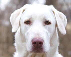 WaysideWaifs's tweet photo. This #bachelor picks you. #Cheveyo #WillYouAcceptThisRose http://t.co/CnpHCeD98I