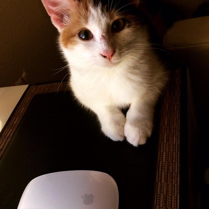 Here's a picture of my pussy, just for you. You're welcome. http://t.co/5U0bO4TKCN