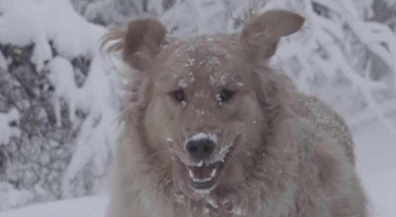 Embedded image permalink