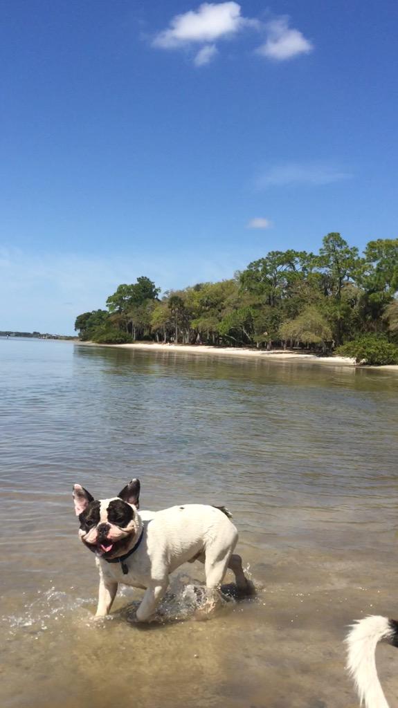DeBoTheFrenchie's tweet photo. http://t.co/Z2hn3Dlatc