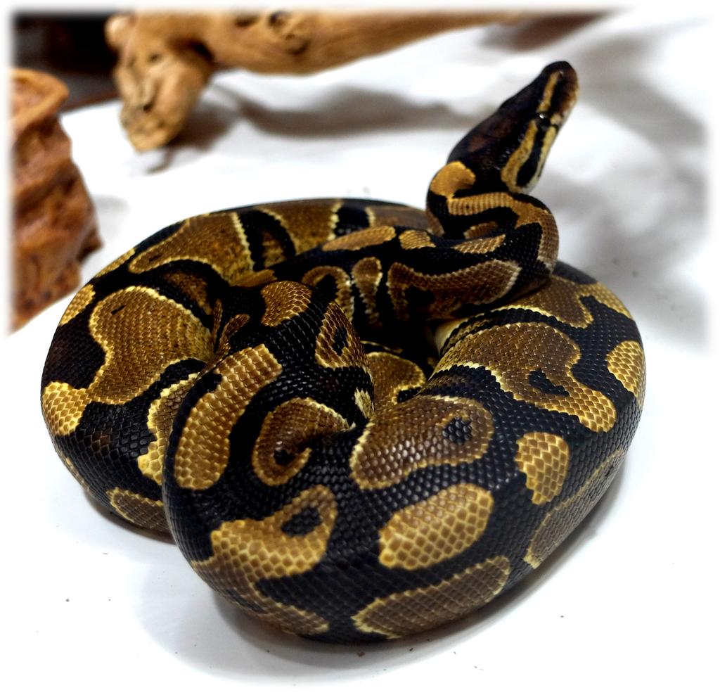alain_informe's tweet image. #Smaug
#PythonRoyal
