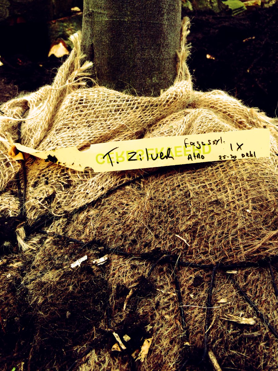 TimZilverTuinen's tweet image. Ook voor bomen die een maatje groter zijn kunt u terecht bij #TimZilverTuinen. #Fagus #sylvatica #TZT #Twisk