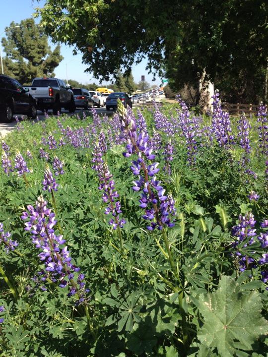 SmarterGarden's tweet photo. Lupine growing along Burbank Blvd. between Woodley and Sepulveda, Encino http://t.co/s7c6fMPeFJ