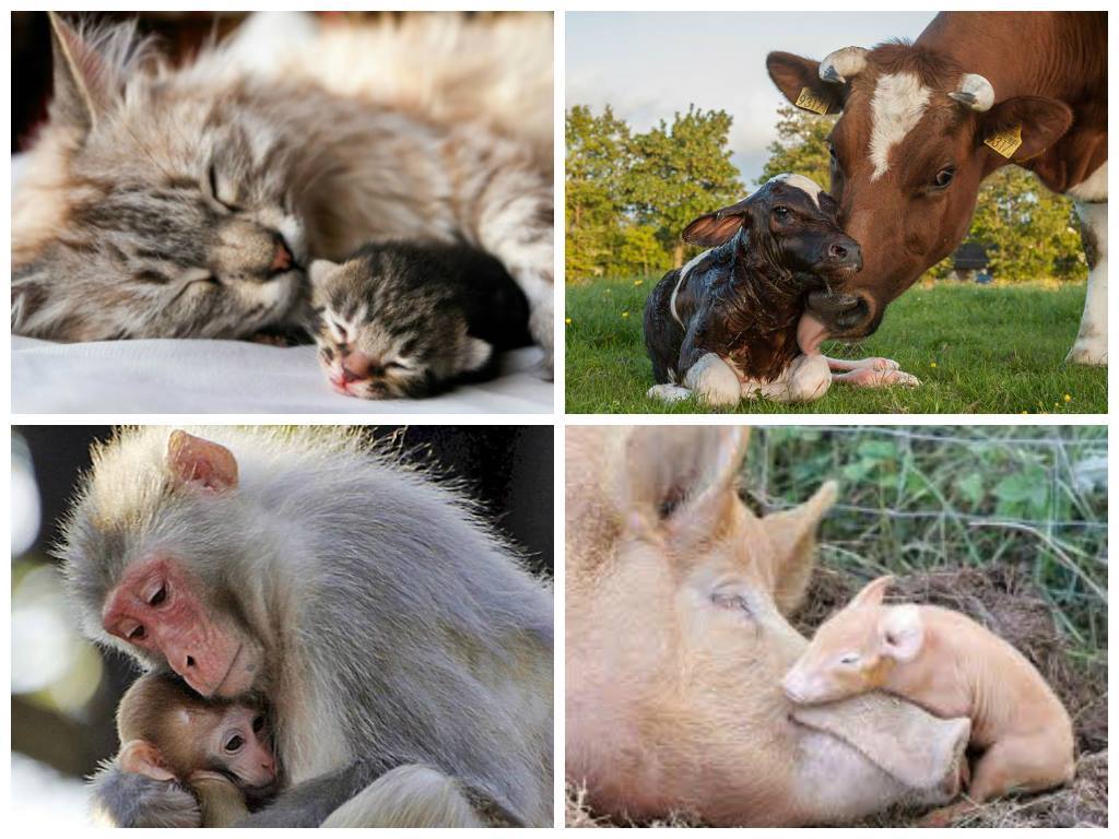 IgualdadAnimal's tweet photo. Las emociones no entienden de especie, los animales quieren vivir y disfrutar. ¡Respeto para ellos!  RT http://t.co/uC8eAQbaxB