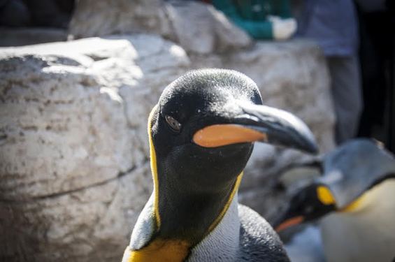 RFTimes's tweet image. What It's Like to Get Bitten By This #Penguin During @stlzoo's Penguin Parade
buff.ly/1BZFALM
