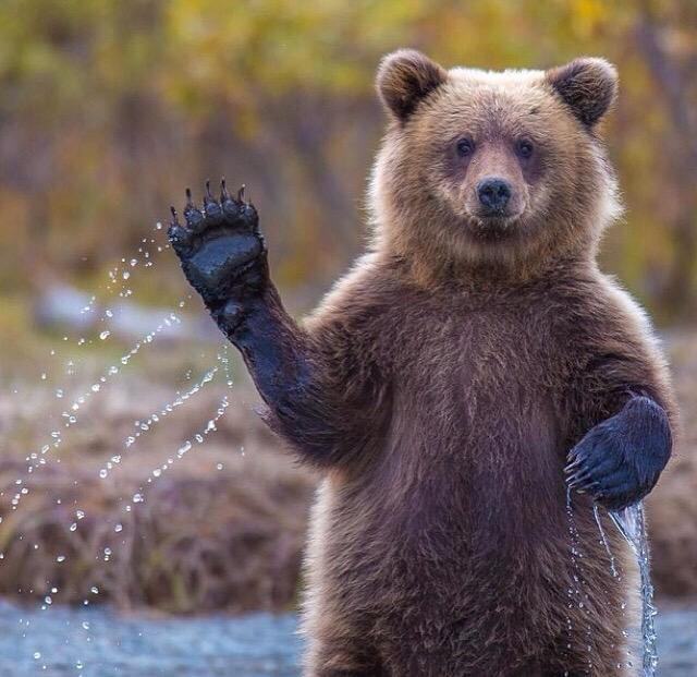 _Nature_Scenes's tweet image. Grizzly bear says hello.  #naturescenes
