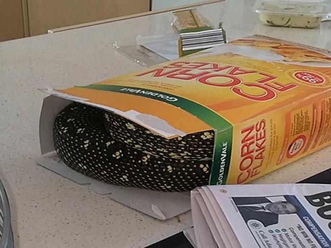 theTiser's tweet photo. Crunchy Nut Corn.... Snakes? #Sydney man finds giant python in cereal box http://t.co/jBAMYcqQ0Z http://t.co/C6ebHTtmqN
