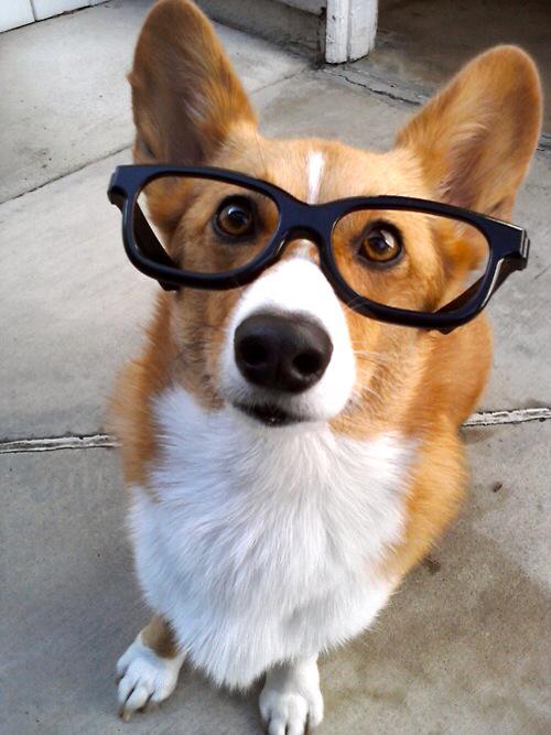 CorgiCorgis's tweet image. I went to specsavers... And I look FABULOUS! 😎