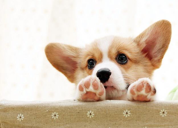 CorgiCorgis's tweet image. Is it corgi cuddle time yet?? #corgi #cuddlebug