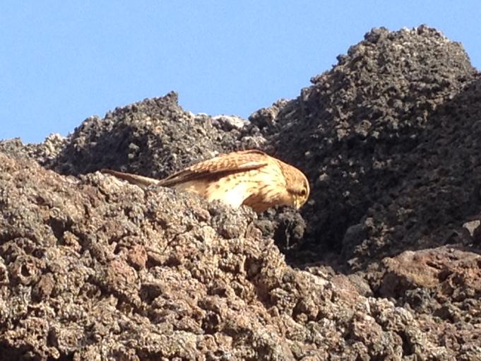 IgnacioGarciaGT's tweet image. Falco tinnunculus canariensis, #Kestrel at cinder cone having lunch 2day in Arona, TENERIFE #lapilli Photo 5m iphone4