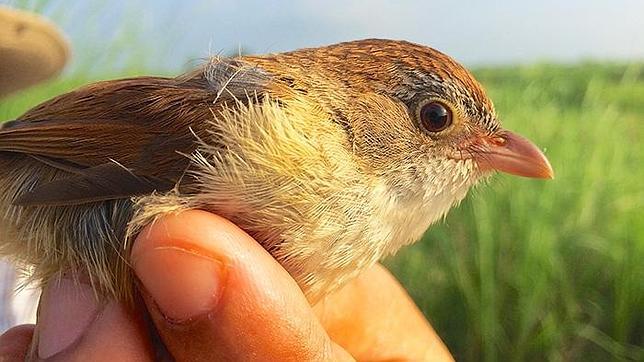 ecoturismope's tweet photo. Hallan un pájaro que se creía extinto desde hace más de 70 años http://t.co/xqdwVIfZM4 http://t.co/JGZAjGYruS