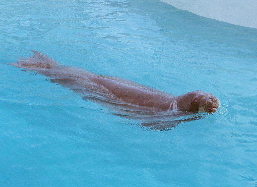 mochilerosoy's tweet photo. Hoy fue día de Acuario en Quebec... interesante observar a las morsas en ambiente natural. #myQuebectrip http://t.co/uFISZmGG6u