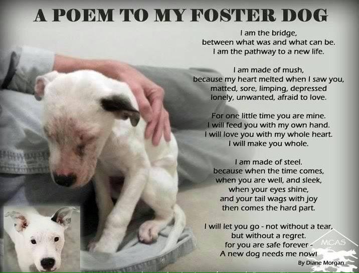 RocketRescues's tweet photo. #fostering saves lives! #foster #dogs #adoptdontshop #poem http://t.co/bzrSjJplnT