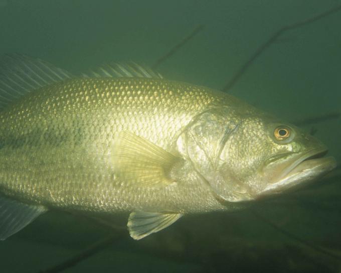 hitteam1's tweet photo. Do You Fish Shallow Or Deep On That First Warm Spring Day? #fishing #fishingtime http://t.co/XiqChrZHA0 http://t.co/tFyds0Y4NL