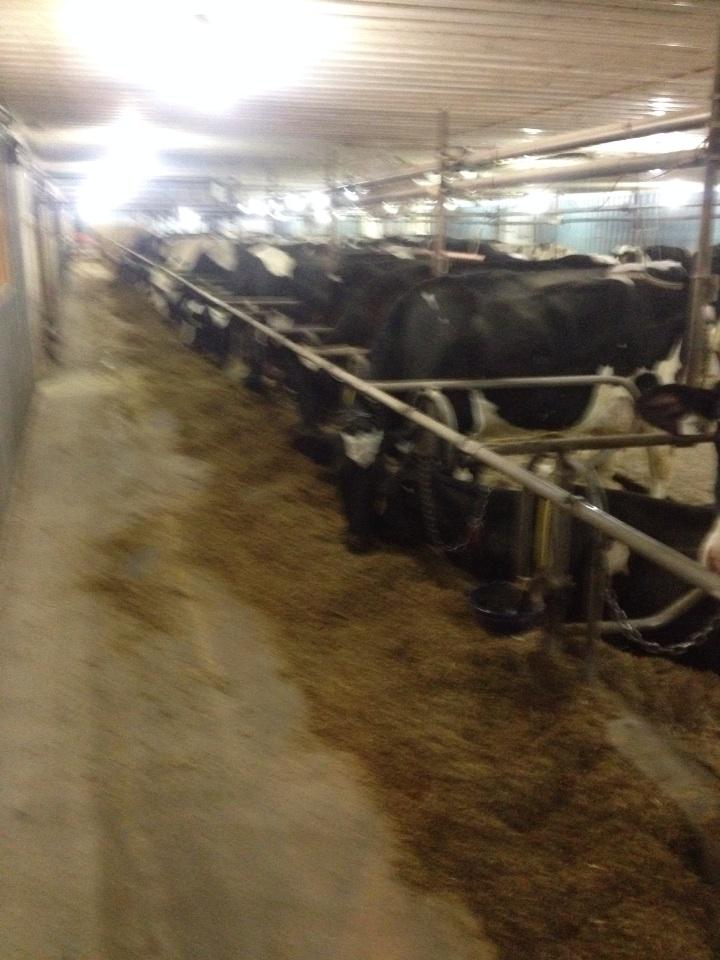 Cows all tucked in for the night at Prinzhaven