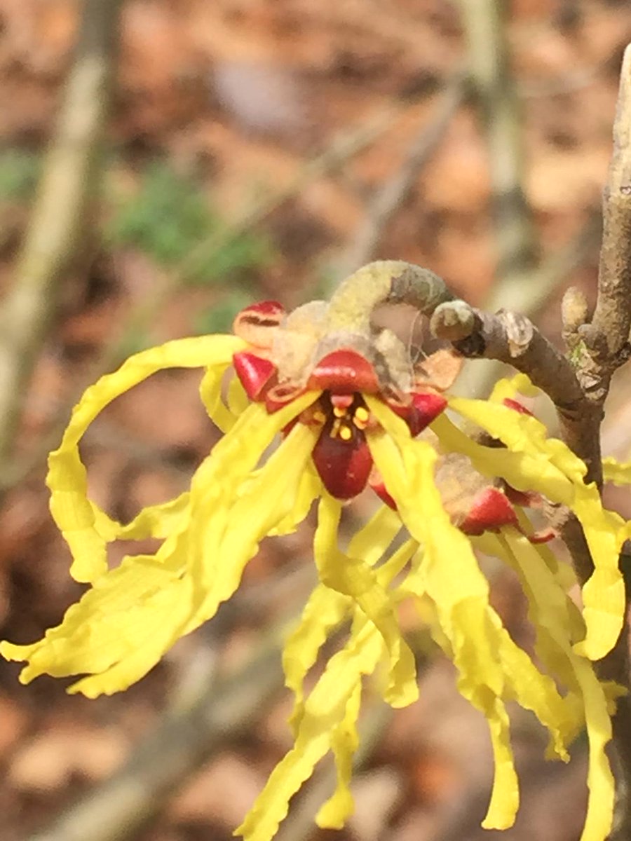 Now in bloom at the <a href="/SCBotGarden/">SC Botanical Garden</a> #flowers #spring #garden