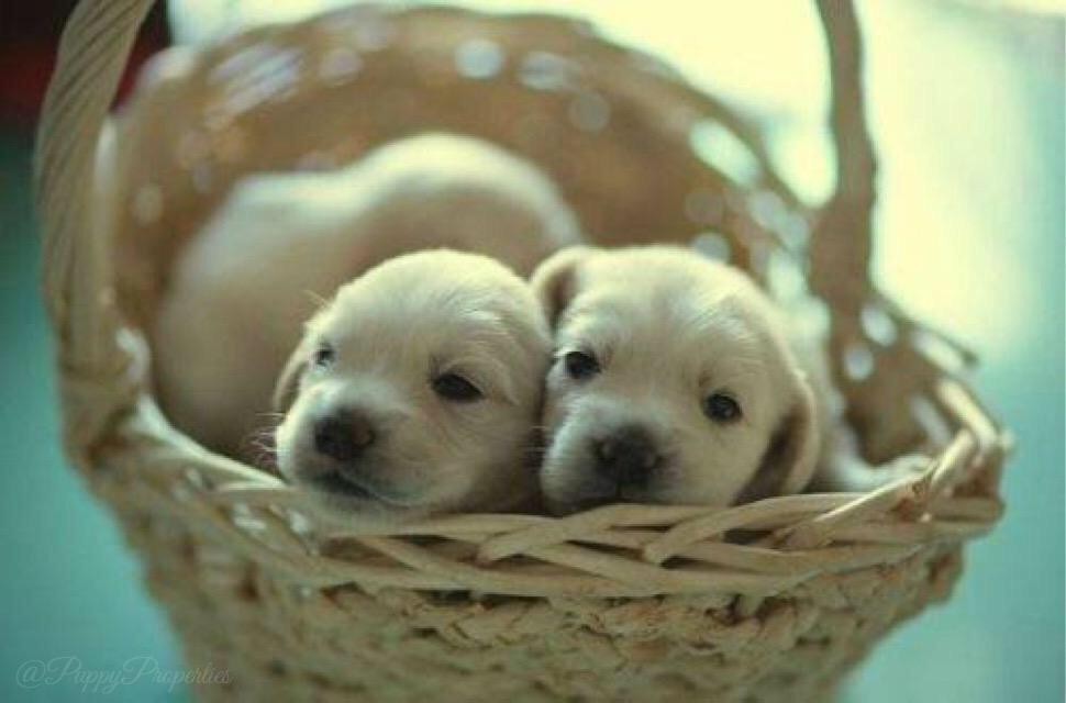 Gordonsol0x's tweet photo. Puppy love! @amandaje17 @codyjakegolden @AveryLoganBAU @DallasDixieDogs @UnyieldingEmily @AtlanteanCrystl @millsr101 http://t.co/M0BCCetmvS