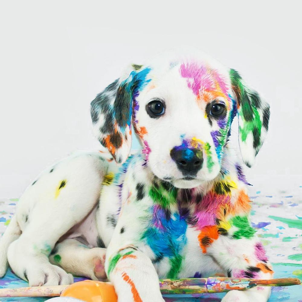 maknaepuppy's tweet image. 