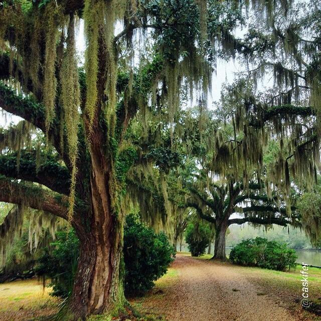 LouisianaTravel's tweet photo. Beautiful! By @caskifer "I've fallen in love with Spanish moss. #onlylouisiana" http://t.co/UF4p9Xj8KM http://t.co/Hgv5fmFP2m
