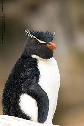 熊五郎 Twitterren ペンギンたまらん ー 私はイワトビペンギン世代 男性用ヘアワックスだったか ジェルだったかのcm のキャラクターがイワトビペンギンだった Http T Co Cbhxorybxw