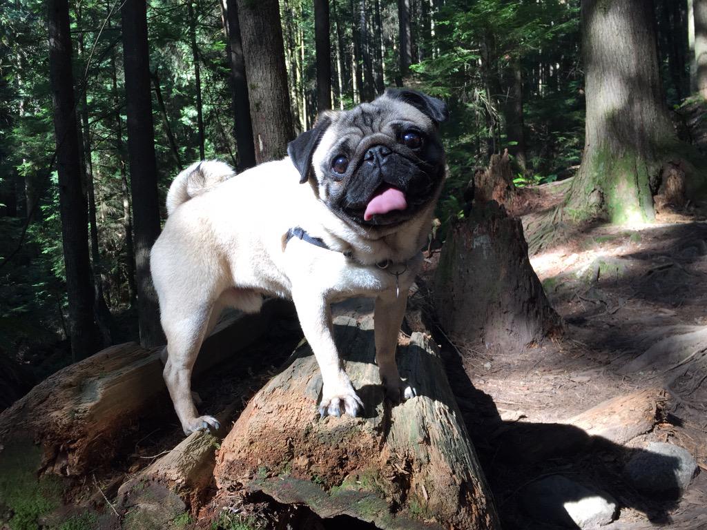 diaryofturbo's tweet photo. Are we out of the woods yet? #swiftie @taylorswift13 #explorebc #quarryrock @bubblebeccapugs #beccapugs http://t.co/2HRzrBu4Ww