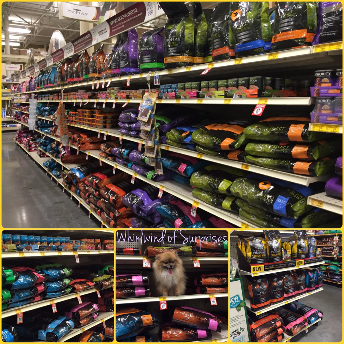 Shopping at pet-friendly PetSmart BabyPom shops for dog food